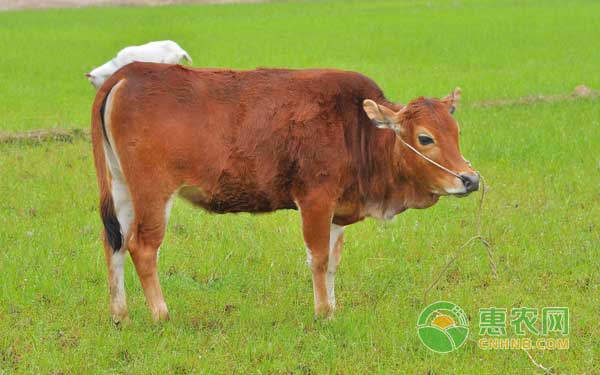 黄牛传染性皮肤病如何进行鉴别与诊治? 黄牛传染性皮肤病如何进行鉴别与诊治?