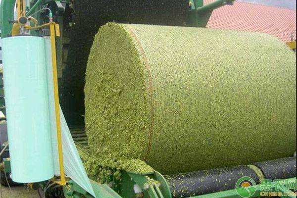 饲料如何贮存?霉变后有什么处理措施? 饲料如何贮存?霉变后有什么处理措施?