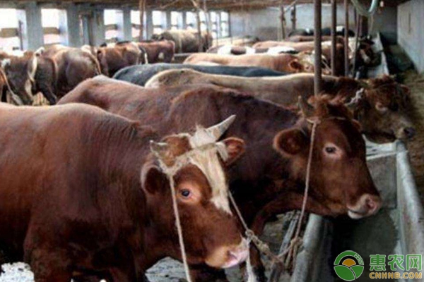 养殖技术 养殖技术