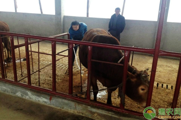 养殖户自购疫苗免疫应注意哪些方面 养殖户自购疫苗免疫应注意哪些方面