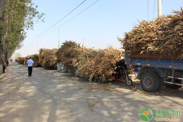 如何利用好秸秆来养牛 如何利用好秸秆来养牛