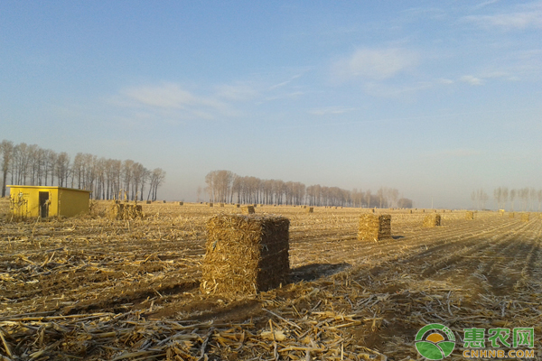 大量秸秆处理成难题?如何利用好秸秆来养牛 大量秸秆处理成难题?如何利用好秸秆来养牛