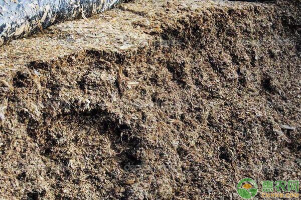 优质青贮饲料的制作要点 优质青贮饲料的制作要点
