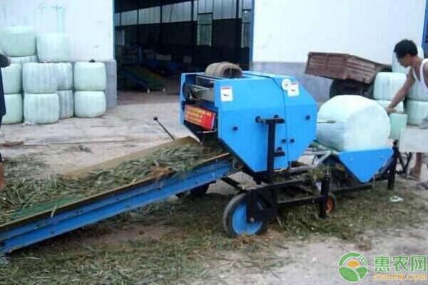 优质青贮饲料的制作要点 优质青贮饲料的制作要点