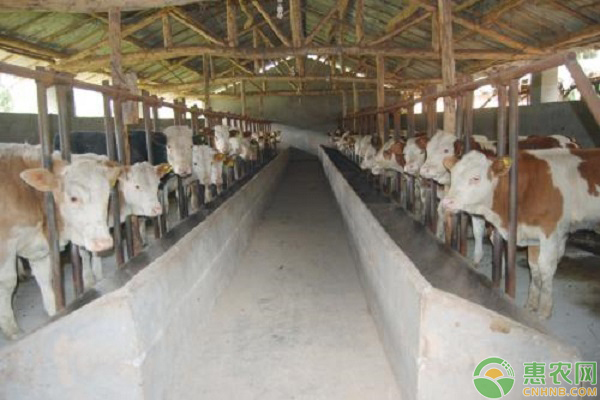 牛脱毛的原因 牛脱毛的原因