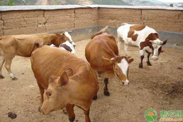 牛脱毛的应对方法 牛脱毛的应对方法