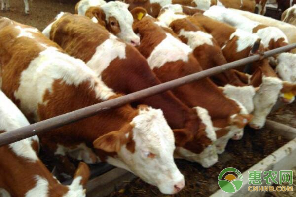 冬季常见呼吸道病的发病及防治 冬季常见呼吸道病的发病及防治