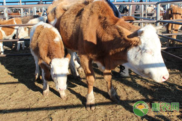 养殖场冬季几种常见呼吸道病的发病及防治 养殖场冬季几种常见呼吸道病的发病及防治