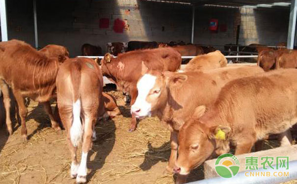 牛口蹄疫症状都有哪些?如何防治牛口蹄疫?-图片版权归惠农网所有