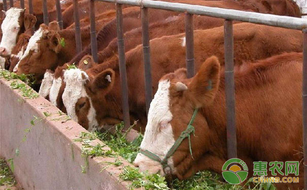 牛口蹄疫症状都有哪些?如何防治牛口蹄疫?-图片版权归惠农网所有