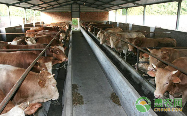 牛口蹄疫症状都有哪些?如何防治牛口蹄疫?-图片版权归惠农网所有