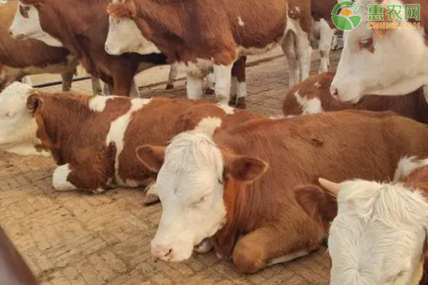 母牛突然没有奶水是怎么回事?-图片版权归惠农网所有