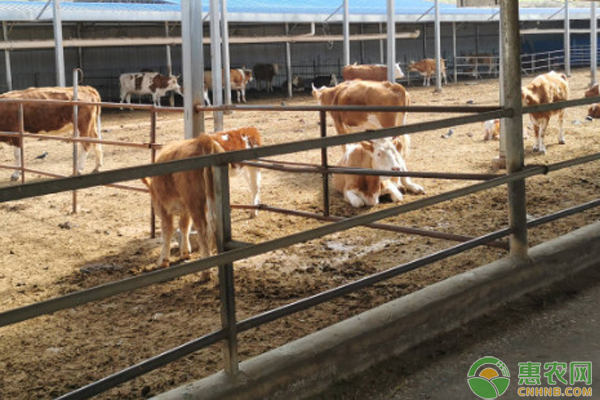 母牛突然没有奶水是怎么回事?-图片版权归惠农网所有