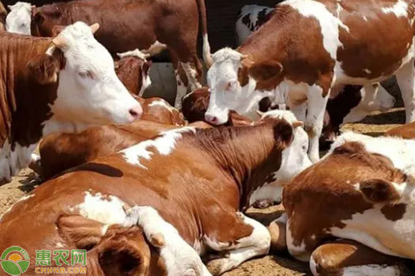 母牛突然没有奶水是怎么回事?-图片版权归惠农网所有