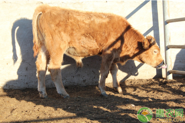 母牛发情是什么症状？一般持续几天？-图片版权归惠农网所有