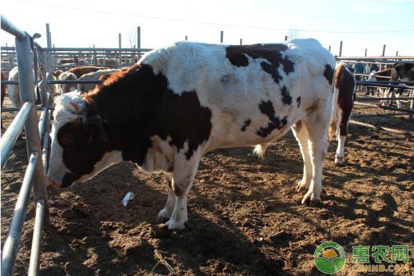 母牛发情是什么症状？一般持续几天？-图片版权归惠农网所有